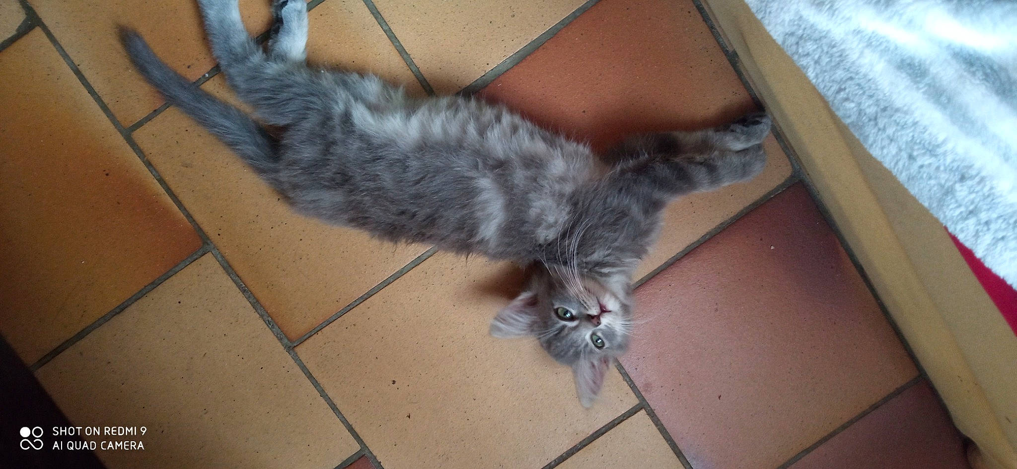 Ninou a rejoint le concours — aidez-le/la à gagner de superbes lots ! carnivore, cat, claw, comfort, domestic_short_haired_cat, fawn, felidae, floor, flooring, fur, grey, hardwood, human_leg, paw, small_to_medium_sized_cats, snout, tail, tile_flooring, whiskers, wood