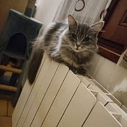 Ninou participe au concours pour gagner de l'argent avec cette photo : cat, gray_cat, indoor, radiator, feline, pet, fur, curious, window, curtain, cat_tree, cozy, home, floor, tile_floor, whiskers, animal, resting, looking, domestic