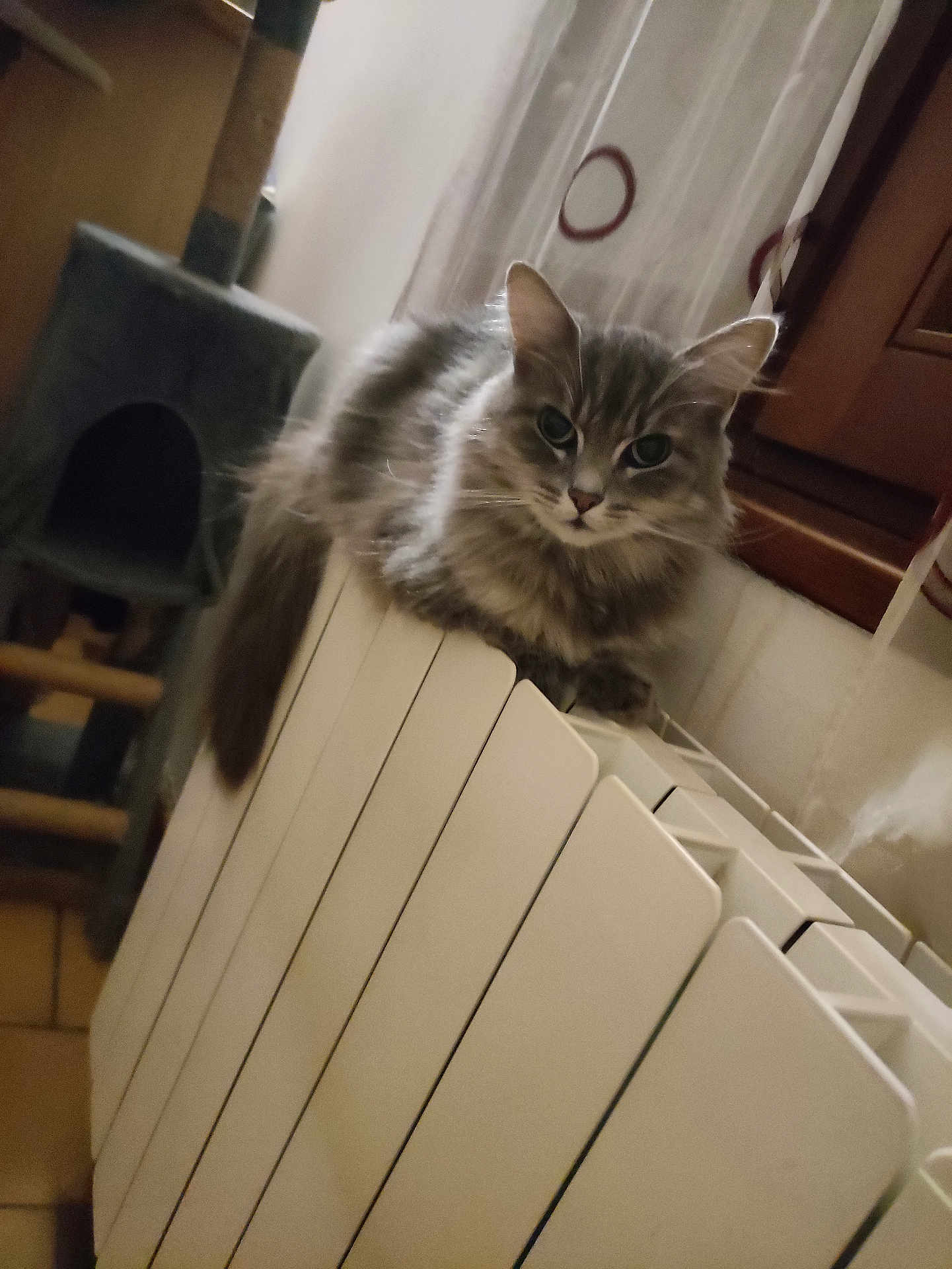 Ninou
