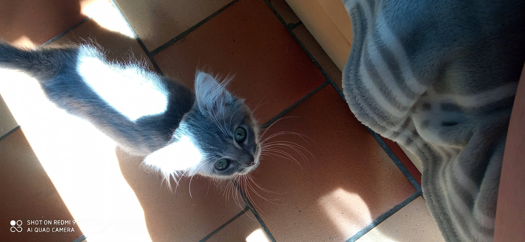 Ninou a rejoint le concours — aidez-le/la à gagner de superbes lots ! box, cat, comfort, fawn, felidae, flooring, foot, fur, gesture, hand, hardwood, human_leg, iris, service, small_to_medium_sized_cats, snout, tail, whiskers, window, wood