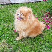 Falone participe au concours pour gagner de l'argent avec cette photo : dog, pomeranian, fluffy, grass, outdoor, happy, pet, canine, tongue_out, smiling, flower, pink_flower, lawn, nature, small_dog, fur, animal, greenery, garden, playful