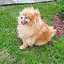 dog, pomeranian, fluffy, grass, outdoor, happy, pet, canine, tongue_out, smiling, flower, pink_flower, lawn, nature, small_dog, fur, animal, greenery, garden, playful