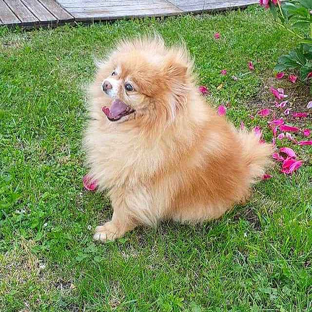 Falone participe au concours pour gagner de l'argent avec cette photo : animal, canine, dog, flower, fluffy, fur, garden, grass, greenery, happy, lawn, nature, outdoor, pet, pink_flower, playful, pomeranian, small_dog, smiling, tongue_out