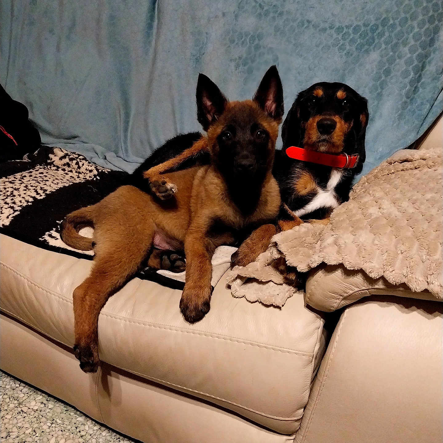 Brasko Et Vodka participe au concours pour gagner de l'argent avec cette photo : dog, puppy, couch, blanket, indoor, pet, animal, red_collar, fur, relaxed, two_dogs, beige_couch, cozy, paw, ears, floor, home, companions, sitting, looking