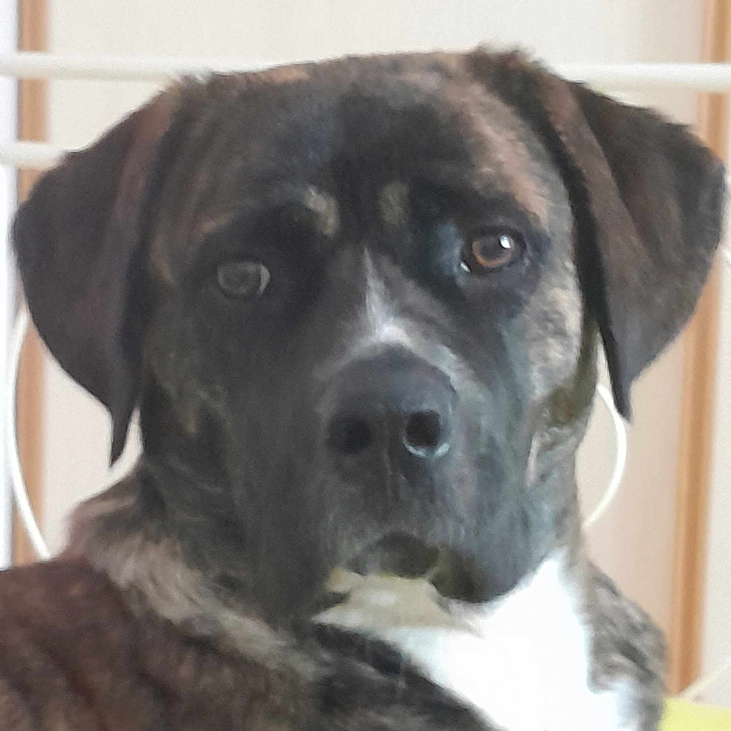 Shena a rejoint le concours — aidez-le/la à gagner de superbes lots ! animal, brindle, calm, canine, close_up, companion, dog, domestic, ears, eyes, face, friendly, fur, indoor, looking, mammal, nose, pet, portrait, white