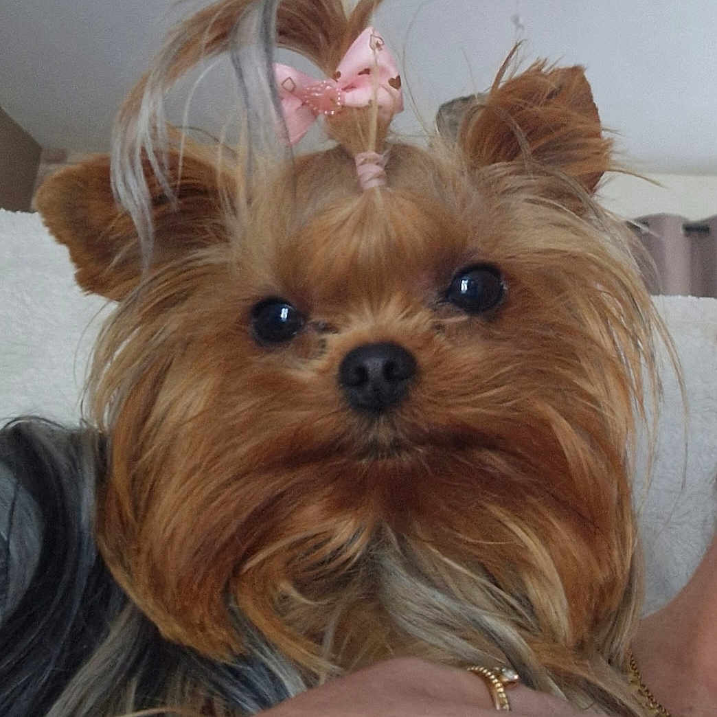 Bella participe au concours pour gagner de l'argent avec cette photo : dog, yorkshire_terrier, pet, bow, hair_accessory, close_up, indoor, cute, small_dog, fur, face, animal, companion, domestic_animal, looking, portrait, canine, fluffy, adorable, brown_fur