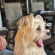 Sandy joined the competition — help win amazing prizes! dog, pet, wet_fur, tongue_out, happy, scruffy, lap, person, hand, patio, chair, table, glass_door, outdoor, daylight, furniture, relaxed, brown_eyes, medium_size, companion