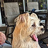 dog, pet, wet_fur, tongue_out, happy, scruffy, lap, person, hand, patio, chair, table, glass_door, outdoor, daylight, furniture, relaxed, brown_eyes, medium_size, companion