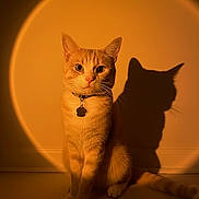 Simba is registered to the contest to win money with this photo: cat, ginger_cat, shadow, spotlight, indoor, pet, animal, collar, portrait, wall, sitting, feline, whiskers, cute, domestic_cat, light, shadow_play, mystery, orange, fur