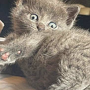 Skyla is registered to the contest to win money with this photo: kitten, cat, gray_fur, blue_eyes, paw, whiskers, cute, playful, animal, pet, feline, fur, indoor, soft, closeup, young, curious, mischievous, resting, small
