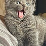 Skyla joined the competition — help win amazing prizes! kitten, gray_cat, fur, pet, animal, cute, small, indoor, feline, whiskers, paw, mouth_open, surprised, excited, young, fluffy, closeup, sitting, cozy, soft_lighting