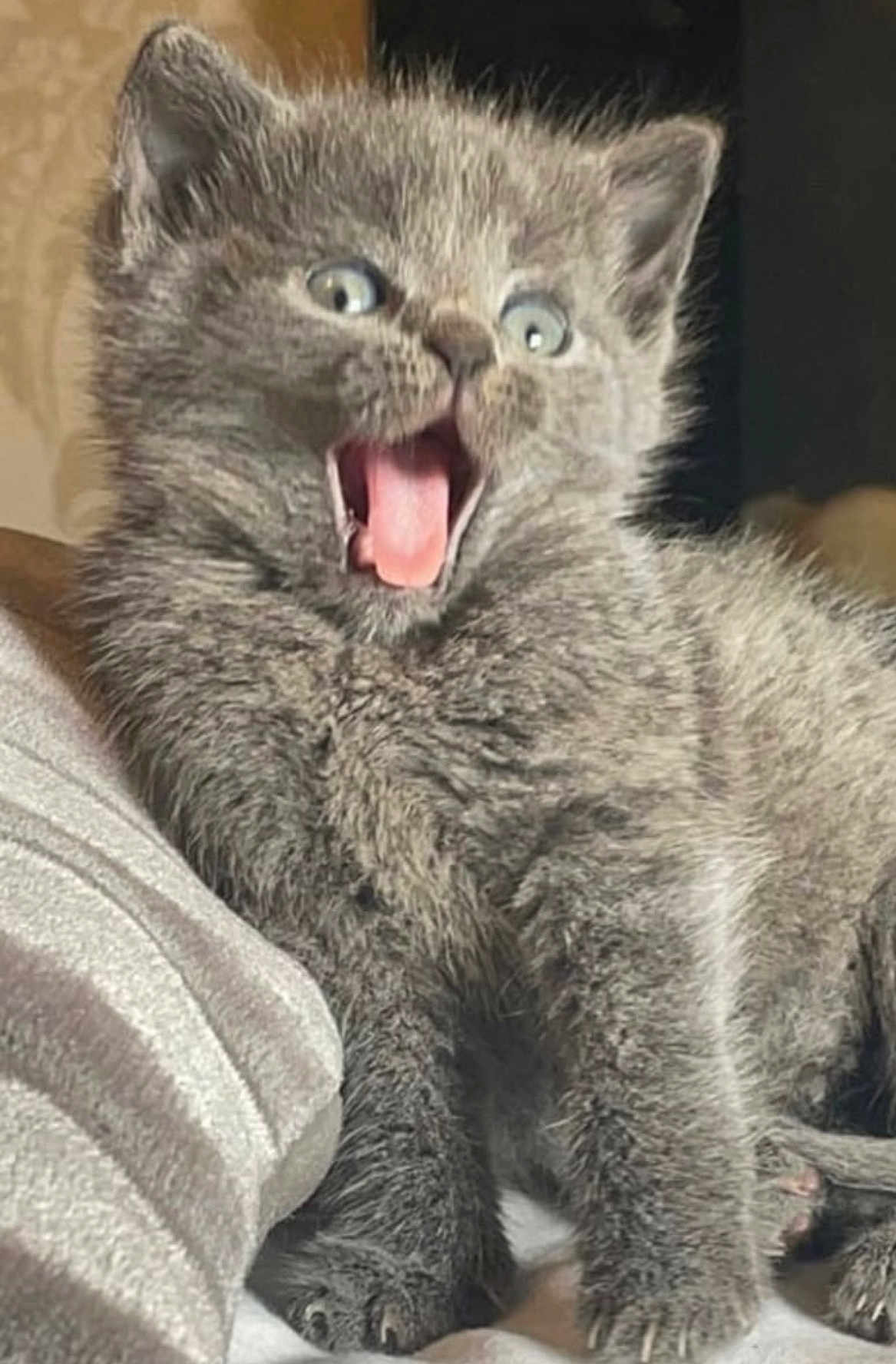 Skyla joined the competition — help win amazing prizes! kitten, gray_cat, fur, pet, animal, cute, small, indoor, feline, whiskers, paw, mouth_open, surprised, excited, young, fluffy, closeup, sitting, cozy, soft_lighting
