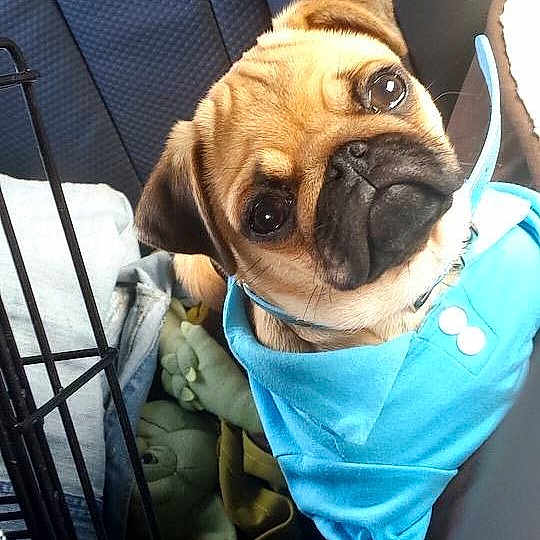 Ollie