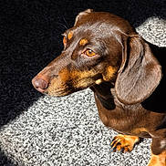 Abigail joined the competition — help win amazing prizes! animal, brown_dog, brown_fur, canine, carpet, close_up, dachshund, dog, floppy_ears, indoor, long_body, lying_down, paw, pet, photography, portrait, short_legs, side_profile, smooth_coat, sunlight