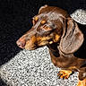 dog, dachshund, brown_dog, pet, animal, canine, floppy_ears, long_body, short_legs, smooth_coat, portrait, close_up, side_profile, sunlight, carpet, indoor, lying_down, paw, brown_fur, photography