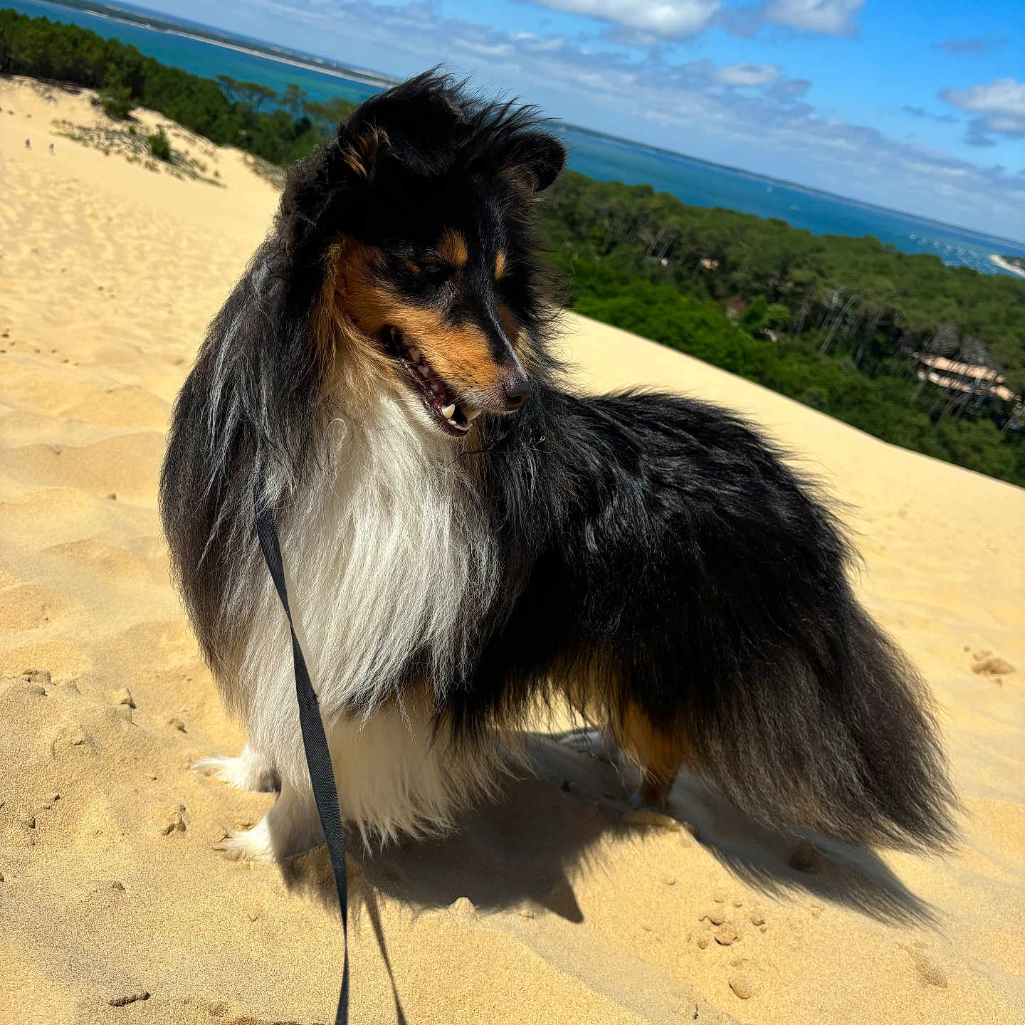 Uno a rejoint le concours — aidez-le/la à gagner de superbes lots ! accessories, animal, canine, cockerspaniel, collie, desert, dog, dune, flagstone, hound, leash, nature, outdoors, papillon, path, pet, puppy, sand, soil, strap