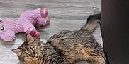Clover Jene joined the competition — help win amazing prizes! abyssinian, animal, cabinet, cat, closet, couch, cupboard, drawer, furniture, hardwood, indoors, interiordesign, kitten, manx, person, pet, plush, sleeping, toy, wood