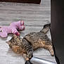 abyssinian, animal, cabinet, cat, closet, couch, cupboard, drawer, furniture, hardwood, indoors, interiordesign, kitten, manx, person, pet, plush, sleeping, toy, wood