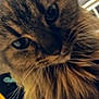 Clover Jene is registered to the contest to win money with this photo: abyssinian, animal, bodypart, cat, city, face, head, kitten, manx, mouth, person, pet, photography, plant, portrait, pottedplant, road, selfie, street, urban