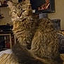 Clover Jene joined the competition — help win amazing prizes! animal, architecture, building, cat, computerhardware, couch, electronics, furniture, hardware, indoors, kitten, livingroom, monitor, pet, photoframe, plant, pottedplant, room, screen, tv