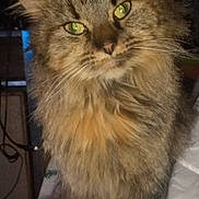 Clover Jene is registered to the contest to win money with this photo: abyssinian, angora, animal, brasssection, cat, couch, cushion, face, furniture, head, homedecor, horn, indoors, kitten, manx, musicalinstrument, person, pet, photography, portrait