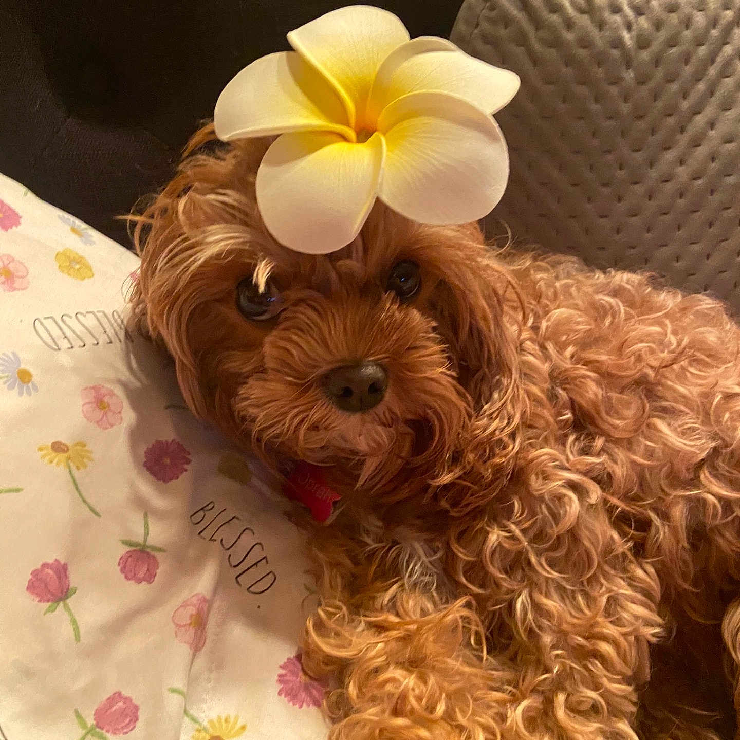 Oprah