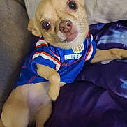 Paco Di Gallo joined the competition — help win amazing prizes! animal, blanket, blue_jersey, buffalo, chihuahua, close_up, companion, couch, cute, dog, domestic_animal, furry_pet, indoor, looking_up, nfl, pet_clothing, purple_blanket, relaxed, resting, small_dog