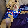 animal, blanket, blue_jersey, buffalo, chihuahua, close_up, companion, couch, cute, dog, domestic_animal, furry_pet, indoor, looking_up, nfl, pet_clothing, purple_blanket, relaxed, resting, small_dog