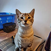 Azur participe au concours pour gagner de l'argent avec cette photo : cat, tabby, sitting, curious, big_eyes, whiskers, indoor, household, appliance, basket, table, fur, pet, animal, ears, paws, closeup, domestic, feline, looking_up