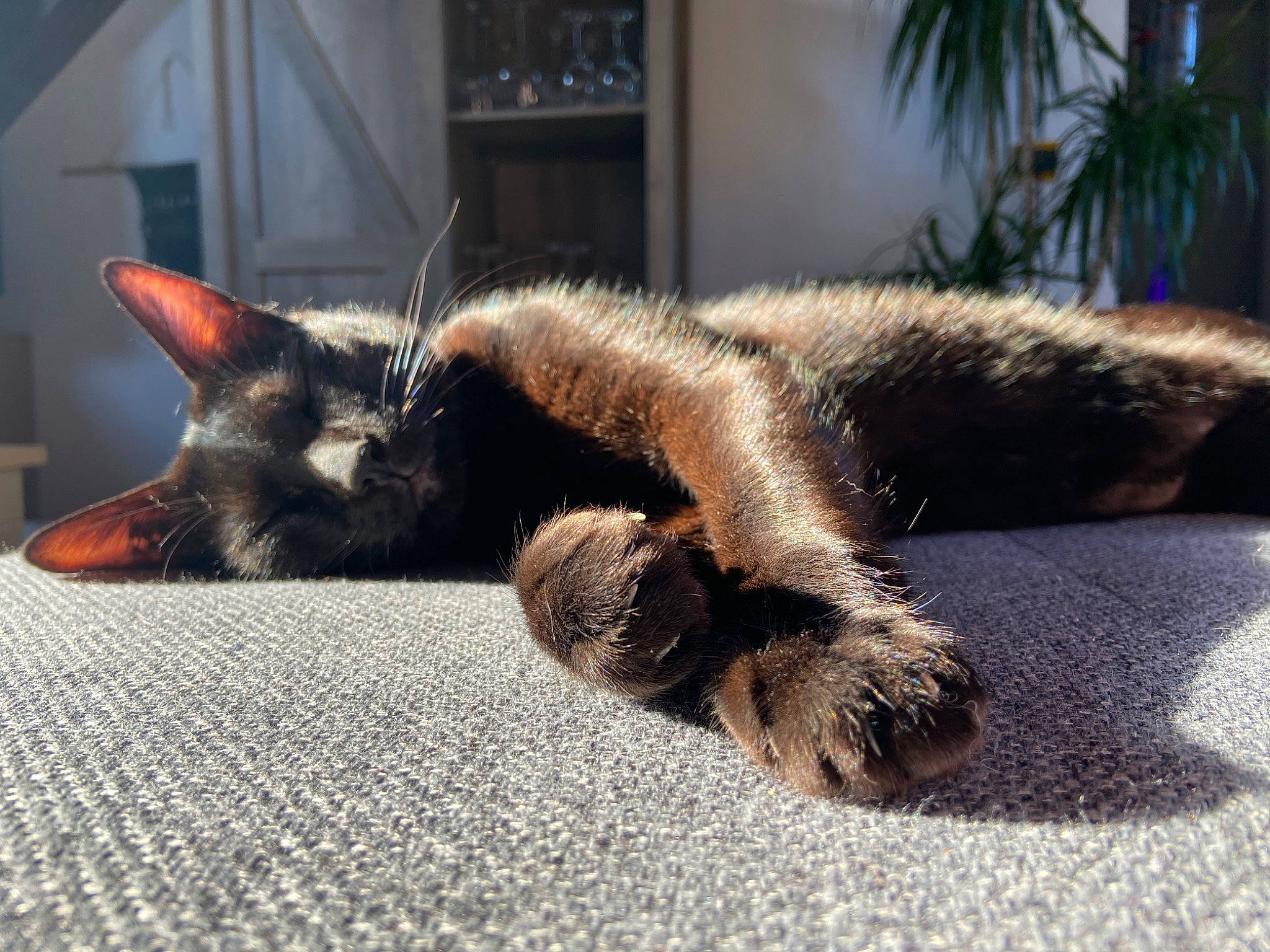 Bali a rejoint le concours — aidez-le/la à gagner de superbes lots ! carnivore, cat, claw, comfort, domestic_short_haired_cat, felidae, flooring, foot, fur, grey, human_leg, nap, paw, plant, small_to_medium_sized_cats, snout, tail, terrestrial_animal, whiskers, window