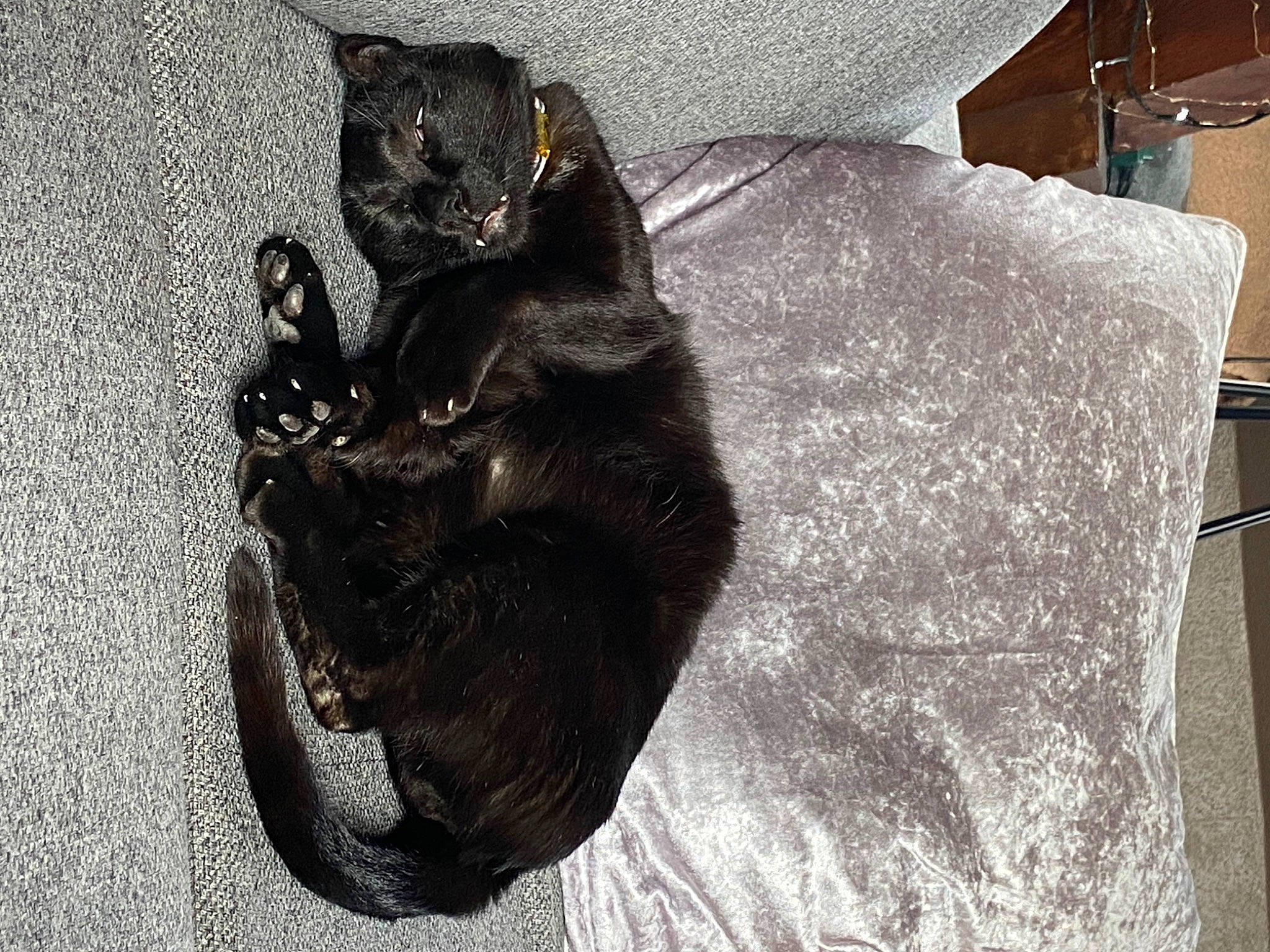 Bali a rejoint le concours — aidez-le/la à gagner de superbes lots ! carnivore, cat, claw, comfort, couch, dog_breed, domestic_short_haired_cat, felidae, flooring, fur, grey, linens, metal, monochrome_photography, paw, small_to_medium_sized_cats, tail, terrestrial_animal, whiskers