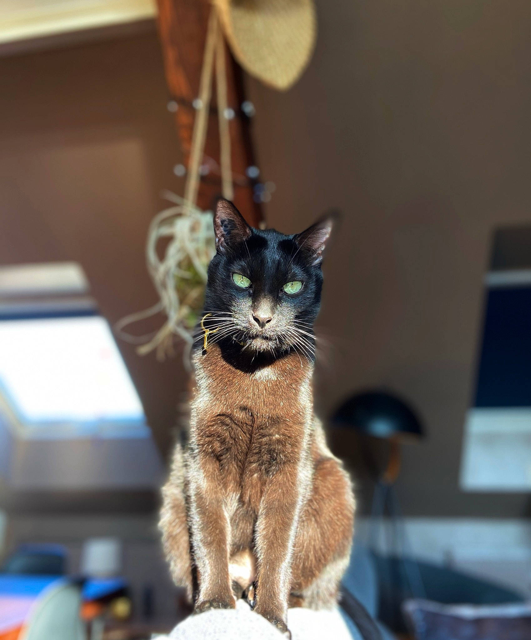 Bali a rejoint le concours — aidez-le/la à gagner de superbes lots ! audio_equipment, black_cat, canidae, carnivore, cat, computer_keyboard, computer_monitor, domestic_short_haired_cat, fawn, felidae, fur, paw, peripheral, room, small_to_medium_sized_cats, snout, sporting_group, tail, tonkinese, whiskers