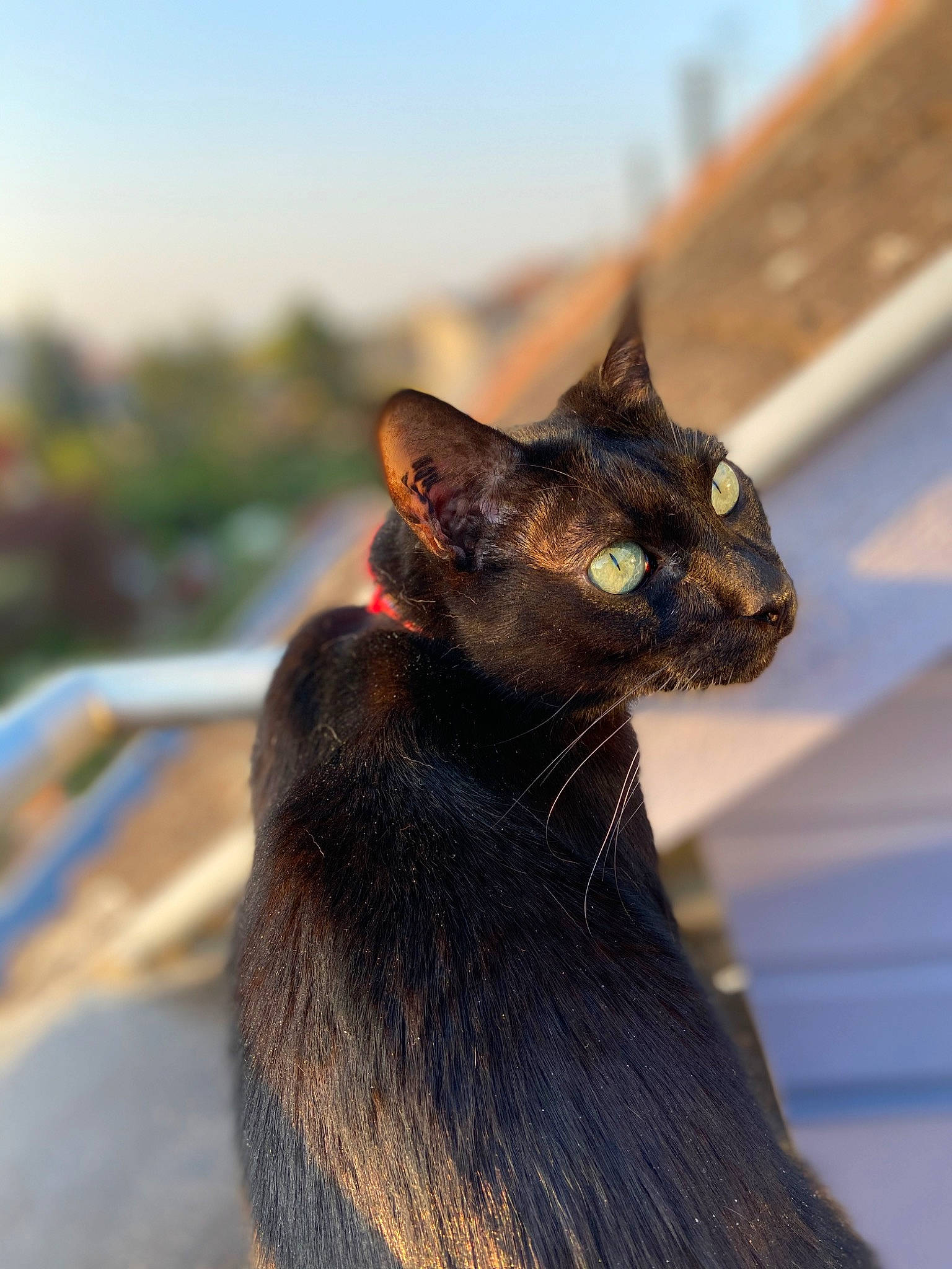 Bali a rejoint le concours — aidez-le/la à gagner de superbes lots ! black_cat, bombay, carnivore, cat, domestic_short_haired_cat, fawn, felidae, fur, havana_brown, sky, small_to_medium_sized_cats, snout, tail, terrestrial_animal, whiskers, wildlife, window