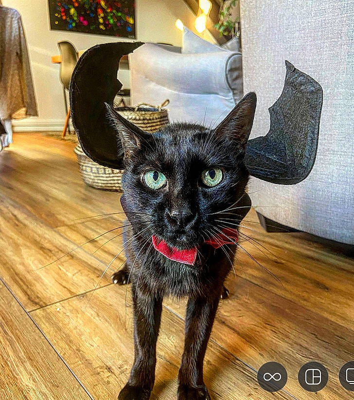 Bali participe au concours pour gagner de l'argent avec cette photo : black_cat, bombay, carnivore, cat, dog_breed, domestic_short_haired_cat, felidae, floor, flooring, fur, hardwood, picture_frame, small_to_medium_sized_cats, snout, tail, varnish, whiskers, wood, wood_stain, working_animal