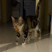 Loki a rejoint le concours — aidez-le/la à gagner de superbes lots ! cat, tabby_cat, indoor, floor, tile_floor, hallway, pet, animal, small_ball, mouth, walking, curious, domestic_cat, striped, whiskers, tail_up, night, shadow, doorway, home