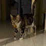 cat, tabby_cat, indoor, floor, tile_floor, hallway, pet, animal, small_ball, mouth, walking, curious, domestic_cat, striped, whiskers, tail_up, night, shadow, doorway, home