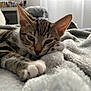 kitten, tabby, cat, paws, blanket, gray, fur, sleepy, cozy, indoor, closeup, pet, whiskers, ears, soft, relaxing, nap, cute, animal, feline