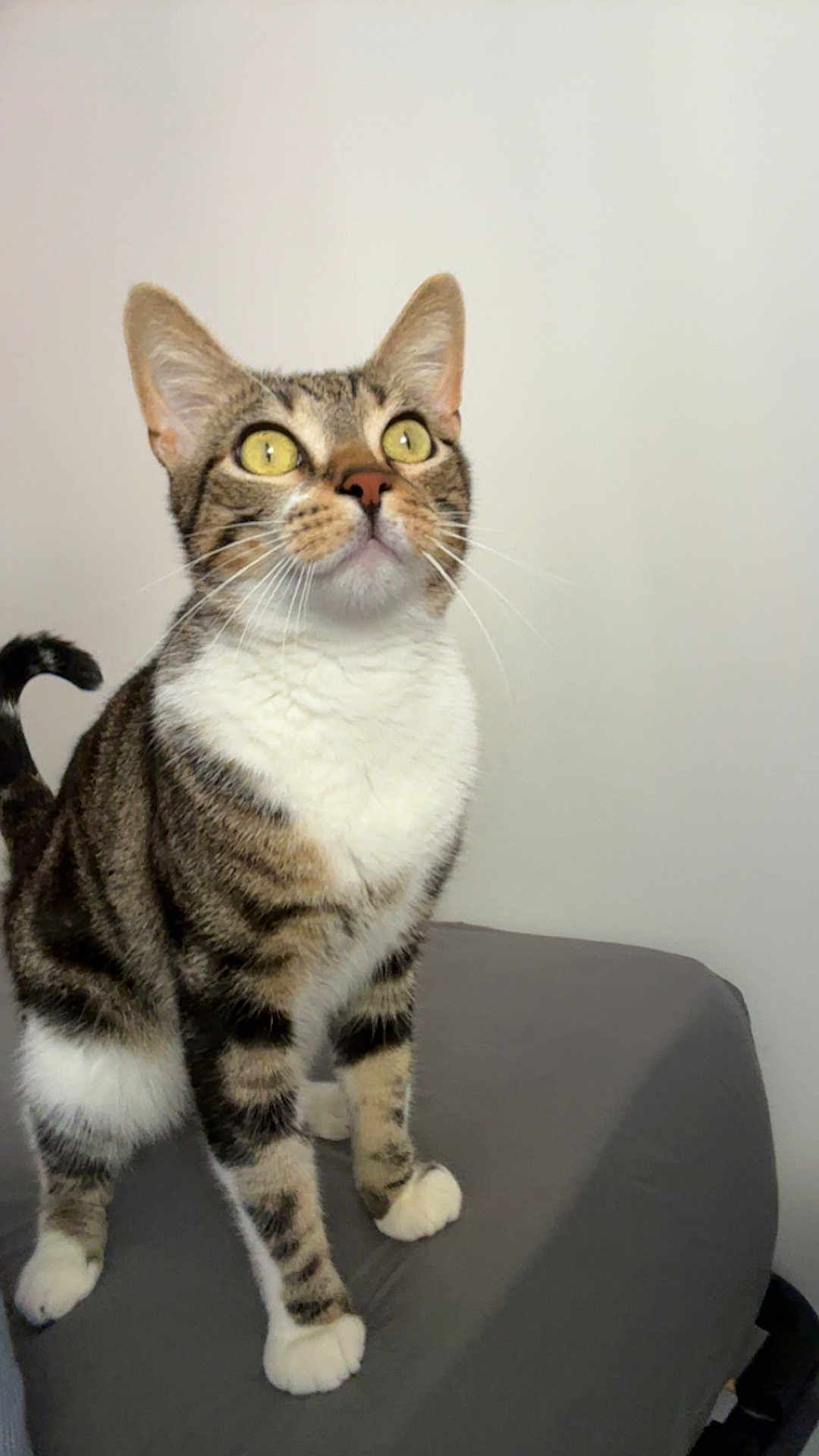 Loki a rejoint le concours — aidez-le/la à gagner de superbes lots ! cat, tabby, yellow_eyes, whiskers, curious, pet, indoor, feline, fur, paws, standing, gray_surface, white_chest, striped, ears, tail, animal, cute, domestic, alert