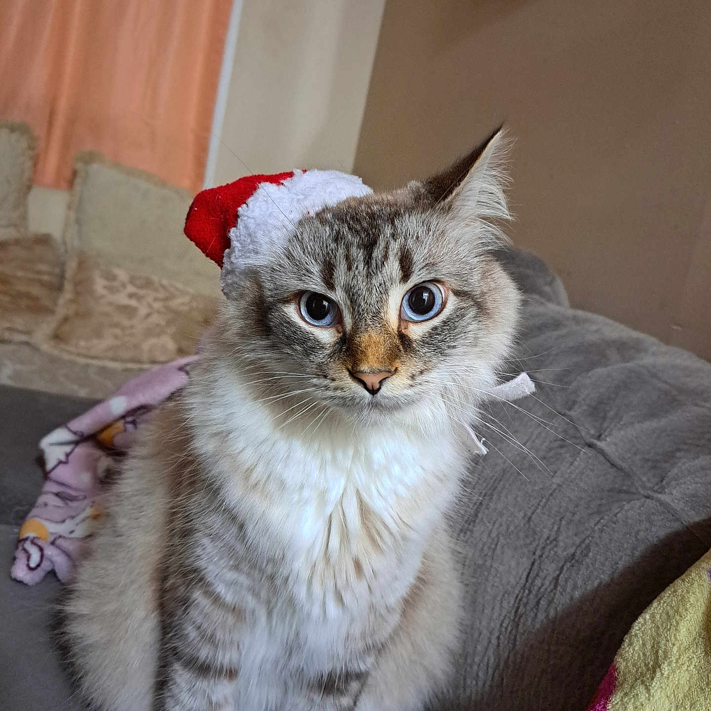 Loki joined the competition — help win amazing prizes! animal, cat, couch, cozy, curious_eyes, cute, domestic_cat, feline, fluffy, furniture, holiday, home, indoor, pet, portrait, relaxed, santa_hat, sitting, soft_fur, whiskers