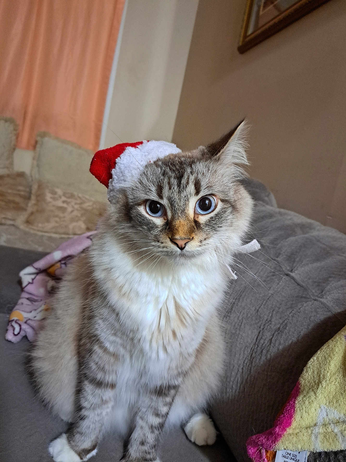 Loki joined the competition — help win amazing prizes! cat, santa_hat, indoor, couch, furniture, cozy, curious_eyes, fluffy, pet, animal, domestic_cat, portrait, sitting, soft_fur, whiskers, holiday, cute, relaxed, home, feline