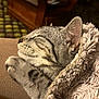 Aster participe au concours pour gagner de l'argent avec cette photo : animal, blanket, cat, closeup, comfort, cozy, cute, domestic_animal, face, feline, fur, indoor, mammal, paw, pet, relaxation, resting, sleeping, soft, tabby