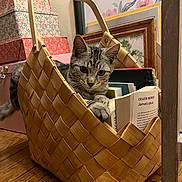 Aster participe au concours pour gagner de l'argent avec cette photo : basket, books, cat, cozy, curious, decorative_boxes, feline, flooring, framed_artwork, handle, household, indoor, notebooks, paw, pet, reading_material, relaxing, resting, tabby_cat, wooden_floor