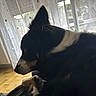 animal, black_and_white, canine, curtain, dog, eye, floppy_ear, fur, home, indoors, nose, pet, pointed_ear, side_profile, sitting, snout, sunlight, white_chest, white_paw, window