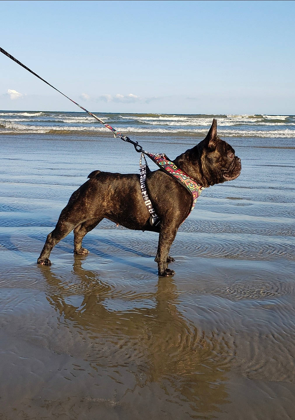 Bella joined the competition — help win amazing prizes! beach, carnivore, collar, dog, dog_breed, dog_collar, fawn, guard_dog, lake, leash, liver, mammal, ocean, pet_supply, snout, sporting_group, vertebrate, water, water_resources, working_animal