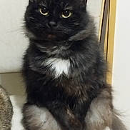 Nerobie a rejoint le concours — aidez-le/la à gagner de superbes lots ! animal, black_cat, calm, cat, closeup, curious, cute, domestic_animal, eyes, feline, fluffy, fur, indoor, looking, mammal, pet, portrait, sitting, whiskers, white_patch