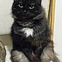 animal, black_cat, calm, cat, closeup, curious, cute, domestic_animal, eyes, feline, fluffy, fur, indoor, looking, mammal, pet, portrait, sitting, whiskers, white_patch