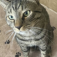 Simba joined the competition — help win amazing prizes! cat, tabby, pet, animal, whiskers, green_eyes, fur, quilt, paw_prints, indoor, close_up, curious, sitting, mammal, domestic, feline, striped, cute, household, soft