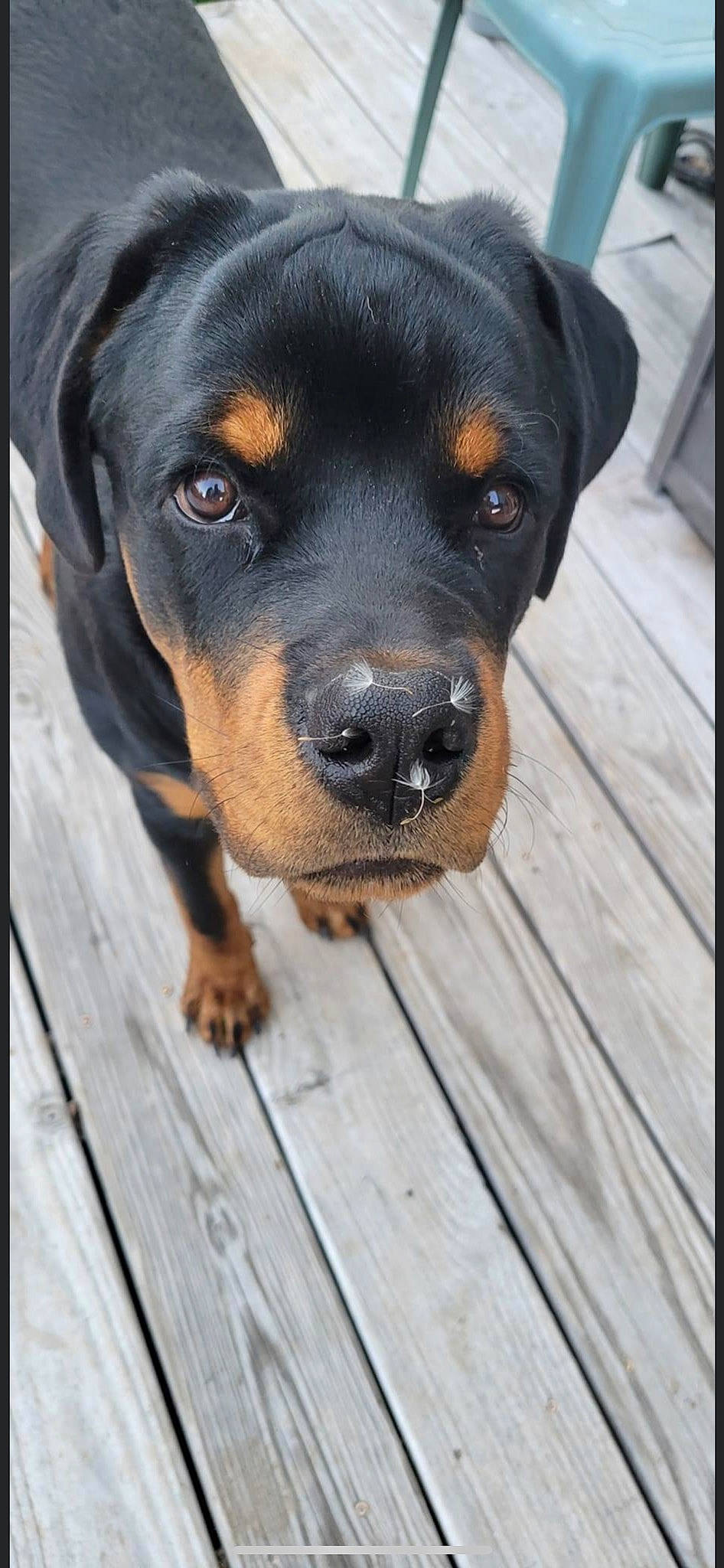 Titan joined the competition — help win amazing prizes! austrian_black_and_tan_hound, beaglier, canidae, carnivore, companion_dog, dog, dog_breed, eye, hardwood, hound, hunting_dog, plank, rottweiler, sporting_group, terrestrial_animal, whiskers, wood, wood_stain, working_animal, working_dog