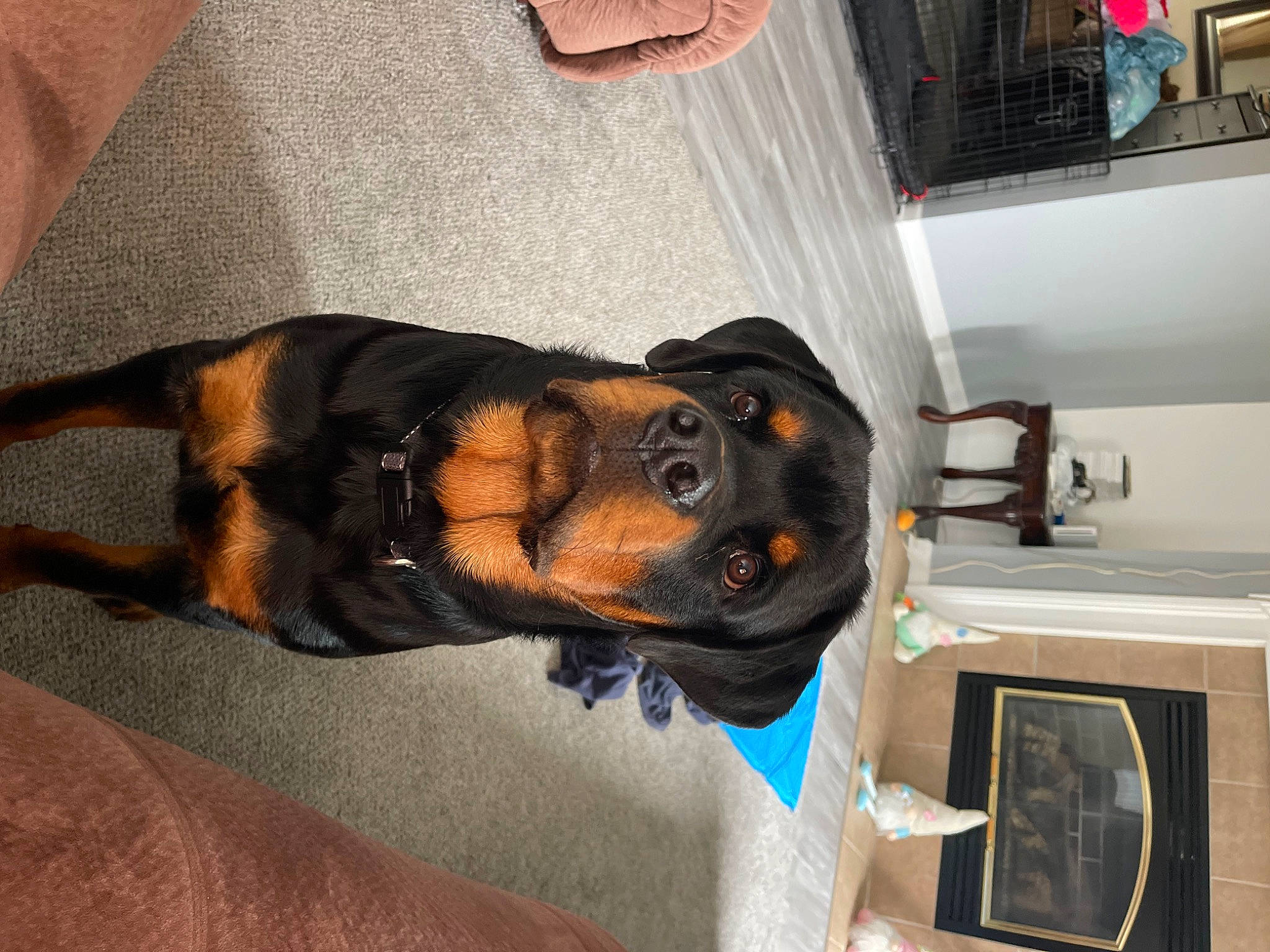 Titan is registered to the contest to win money with this photo: canidae, carnivore, collar, comfort, companion_dog, dog, dog_breed, ear, fawn, fur, guard_dog, hat, hunting_dog, snout, sporting_group, vertebrate, working_animal, working_dog