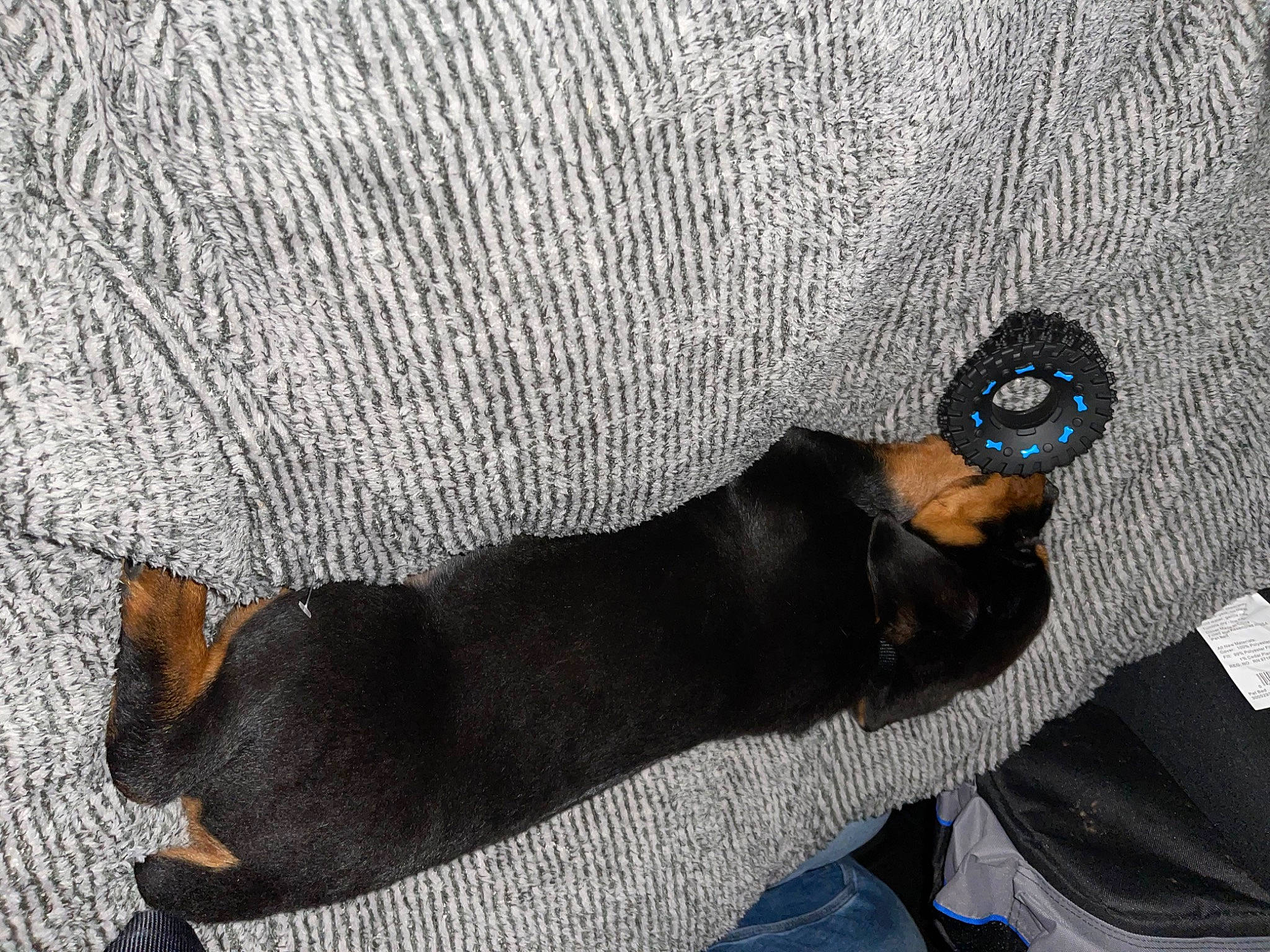 Titan is registered to the contest to win money with this photo: canidae, carnivore, comfort, companion_dog, dog, dog_breed, dog_supply, fashion_accessory, fawn, foot, grey, human_leg, linens, pattern, paw, sleeve, snout, sporting_group, tail, toy_dog